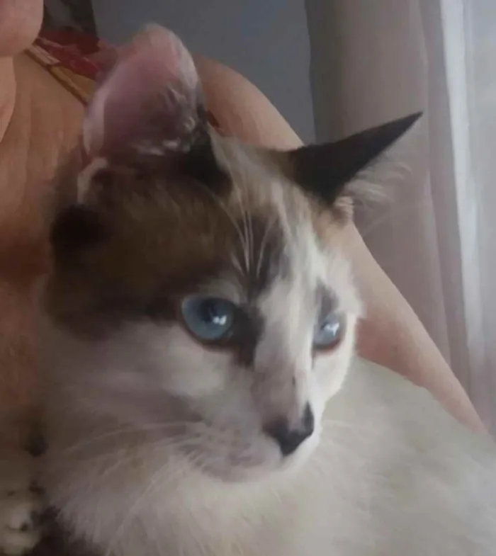 Gato ra a Srd idade 1 ano nome Hope