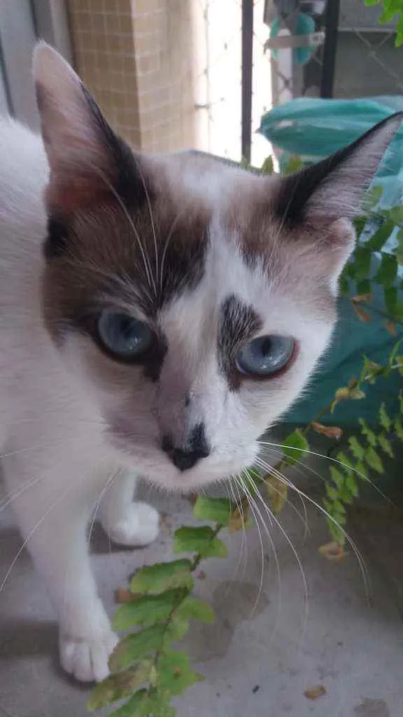 Gato ra a Srd idade 1 ano nome Hope