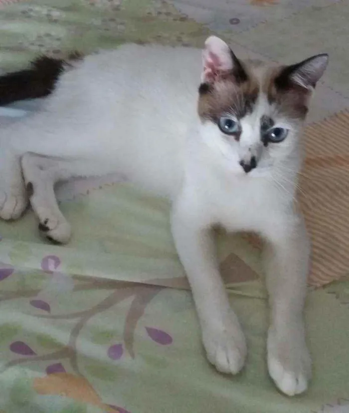 Gato ra a Srd idade 1 ano nome Hope