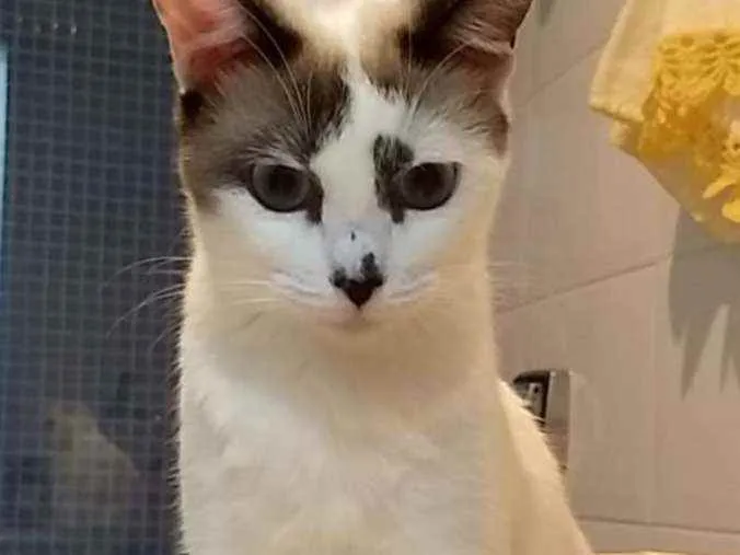 Gato ra a Srd idade 1 ano nome Hope