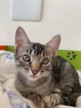 Maila