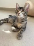 Maila
