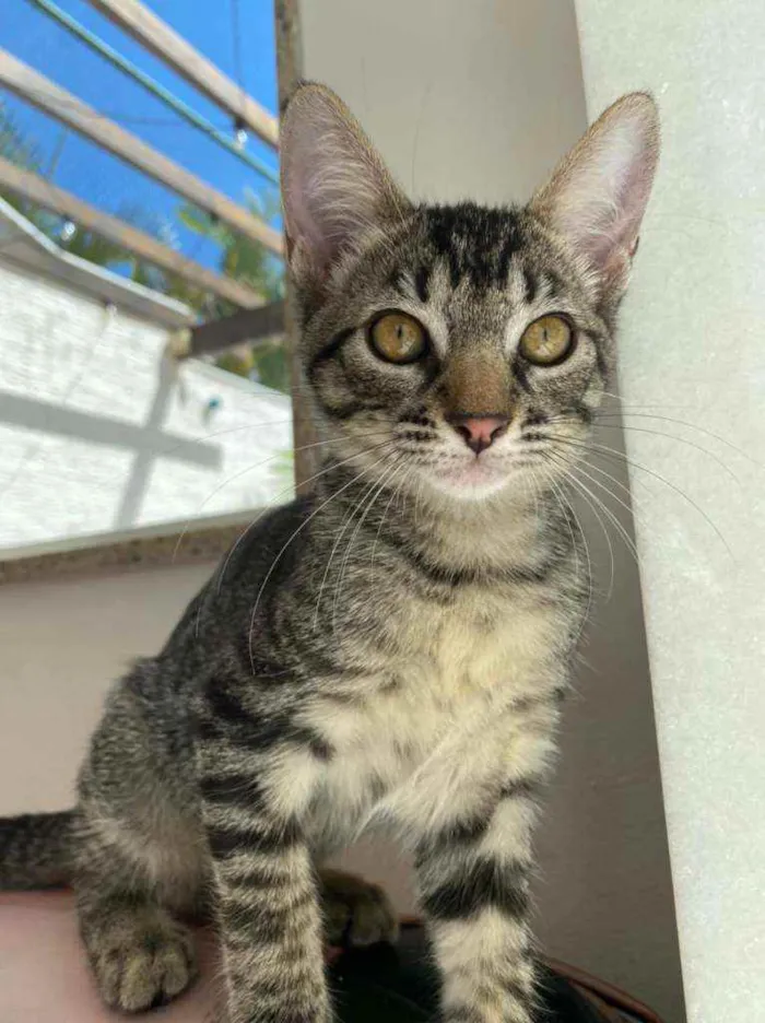 Gato ra a Srd idade 2 a 6 meses nome Maila