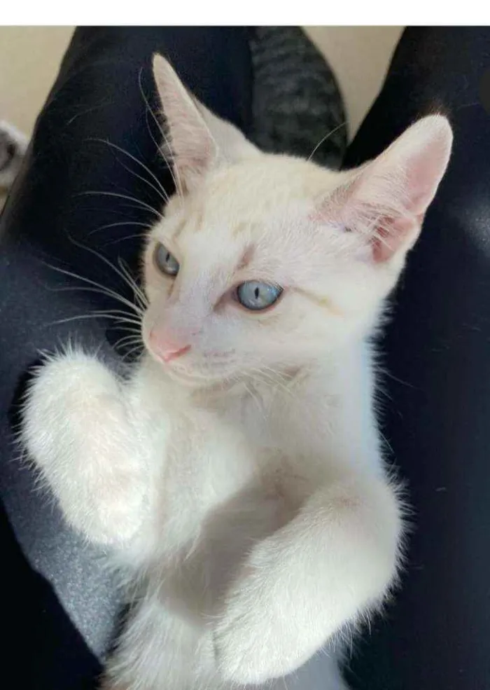 Gato raça Srd idade 2 a 6 meses nome Kira