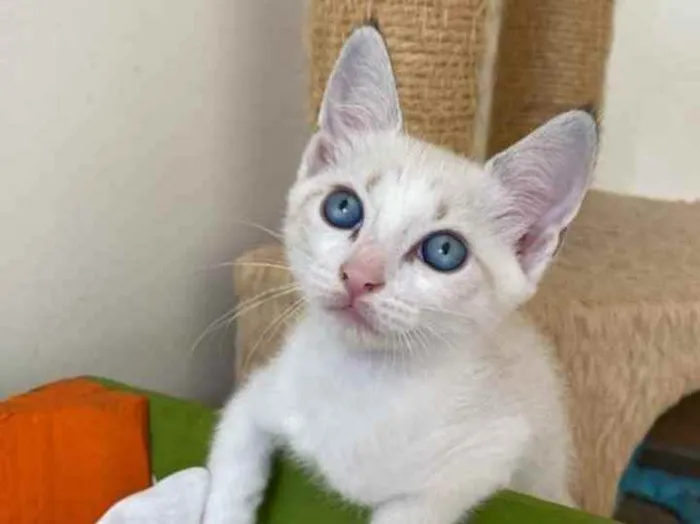 Gato raça Srd idade 2 a 6 meses nome Kira