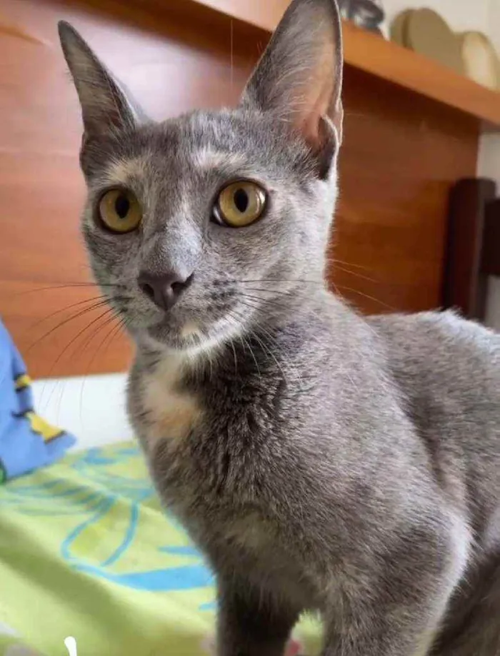 Gato ra a Srd idade 7 a 11 meses nome Kate