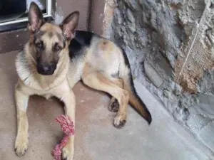 Cachorro raça Pastor Alemão idade 2 anos nome Mufaza