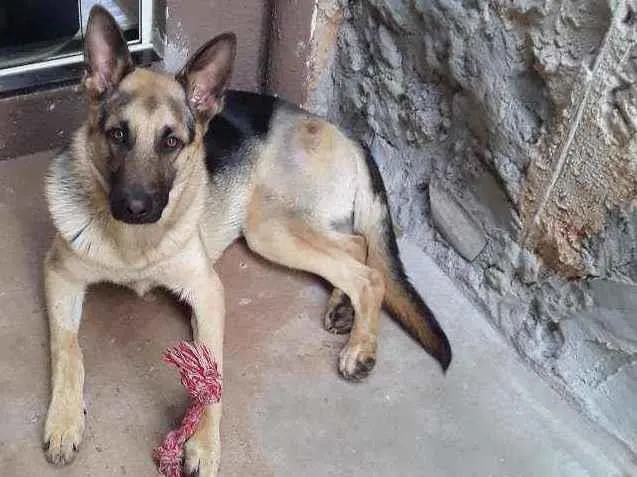 Cachorro ra a Pastor Alemão idade 2 anos nome Mufaza