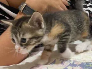 Gato raça Não definida  idade Abaixo de 2 meses nome Sushi 