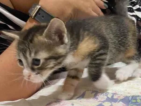 Gato ra a Não definida  idade Abaixo de 2 meses nome Sushi 