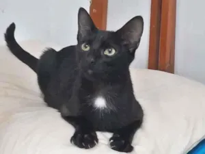 Gato raça srd idade 2 a 6 meses nome Maria