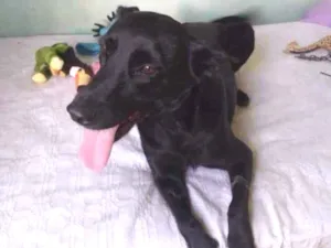 Cachorro raça SRD idade 1 ano nome Lady 