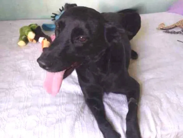 Cachorro ra a SRD idade 1 ano nome Lady 