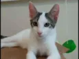 Kaia