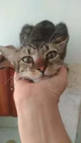 Vida