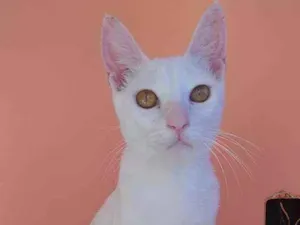 Gato raça Srd idade 2 a 6 meses nome Davi