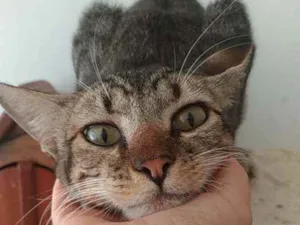 Gato raça Srd idade 1 ano nome Vida