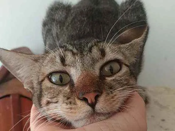 Gato ra a Srd idade 1 ano nome Vida