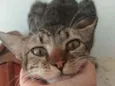 Vida