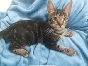 Gato raça SRD-ViraLata idade 2 a 6 meses nome Lion
