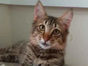 Gato raça Srd idade 2 a 6 meses nome Lion