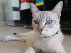 Gato raça Srd idade  nome Pandora
