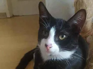 Gato raça Srd idade 2 a 6 meses nome Alexi