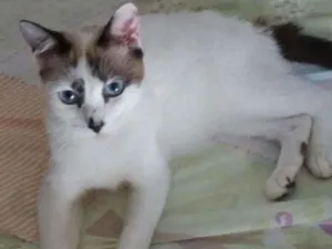 Gato raça Srd idade 1 ano nome Hope