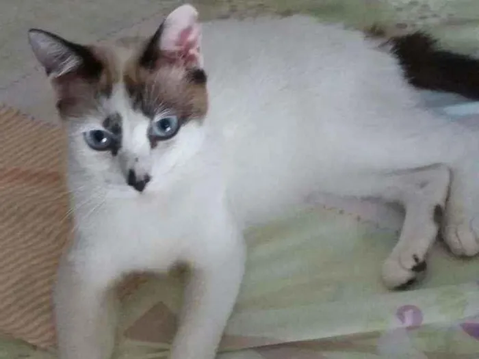 Gato ra a Srd idade 1 ano nome Hope