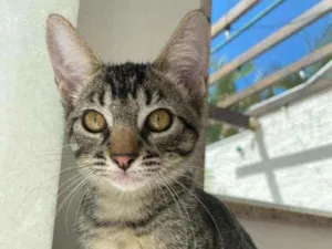 Gato raça Srd idade 2 a 6 meses nome Maila