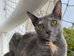 Gato raça Srd idade 7 a 11 meses nome Kate