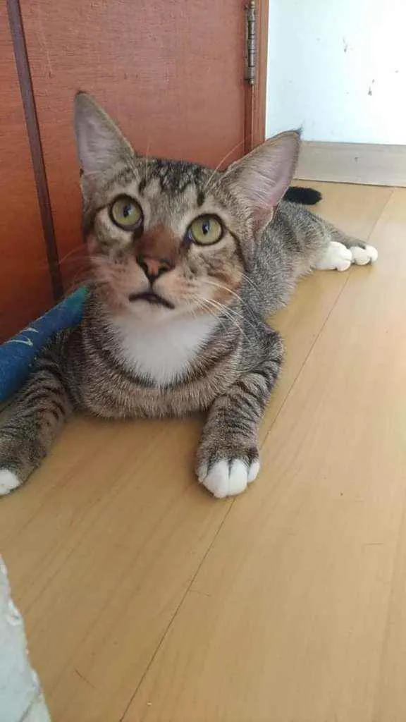 Gato ra a Srd idade 1 ano nome Vida