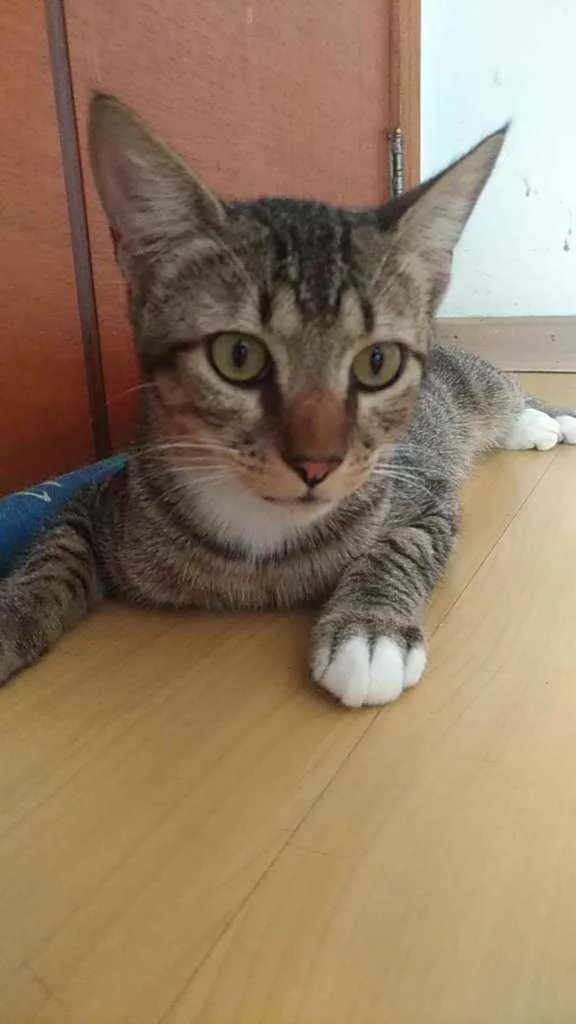 Gato ra a Srd idade 1 ano nome Vida