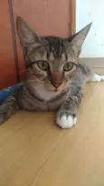 Vida