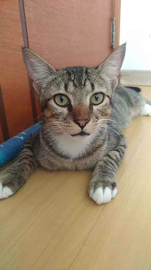 Gato ra a Srd idade 1 ano nome Vida