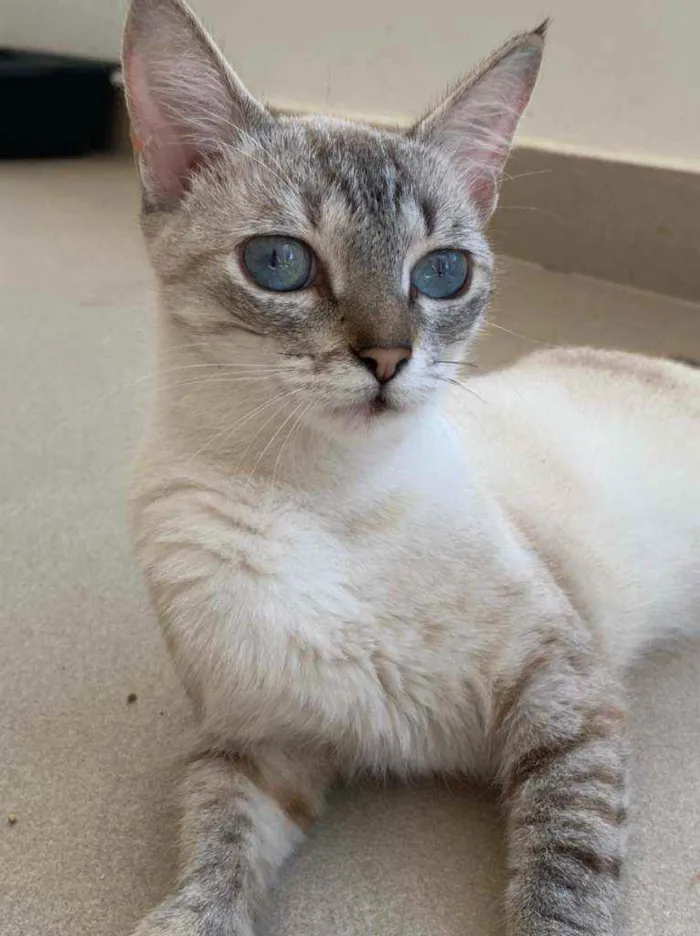 Gato ra a Srd idade 7 a 11 meses nome Crystal