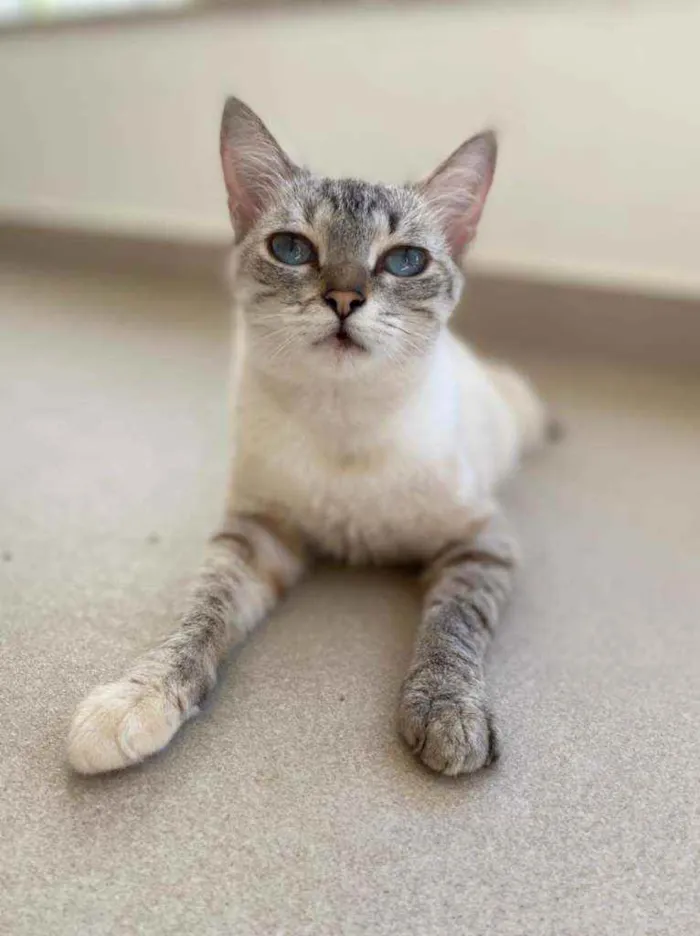 Gato ra a Srd idade 7 a 11 meses nome Crystal
