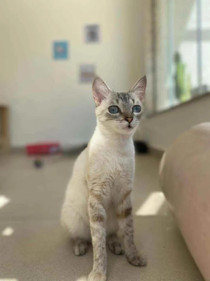 Gato ra a Srd idade 7 a 11 meses nome Crystal