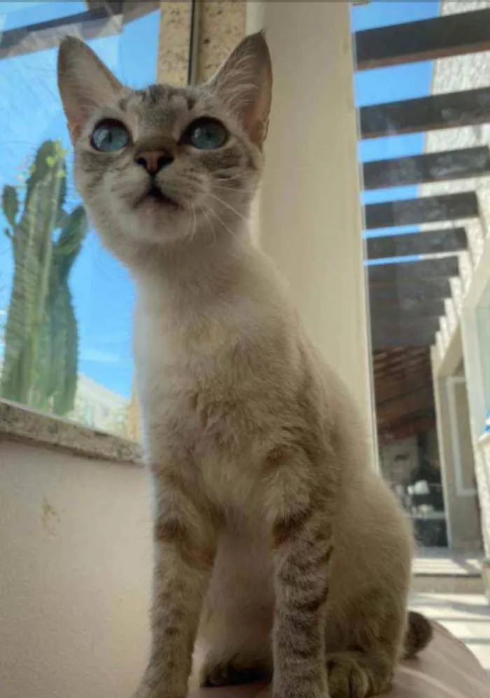 Gato ra a Srd idade 7 a 11 meses nome Crystal
