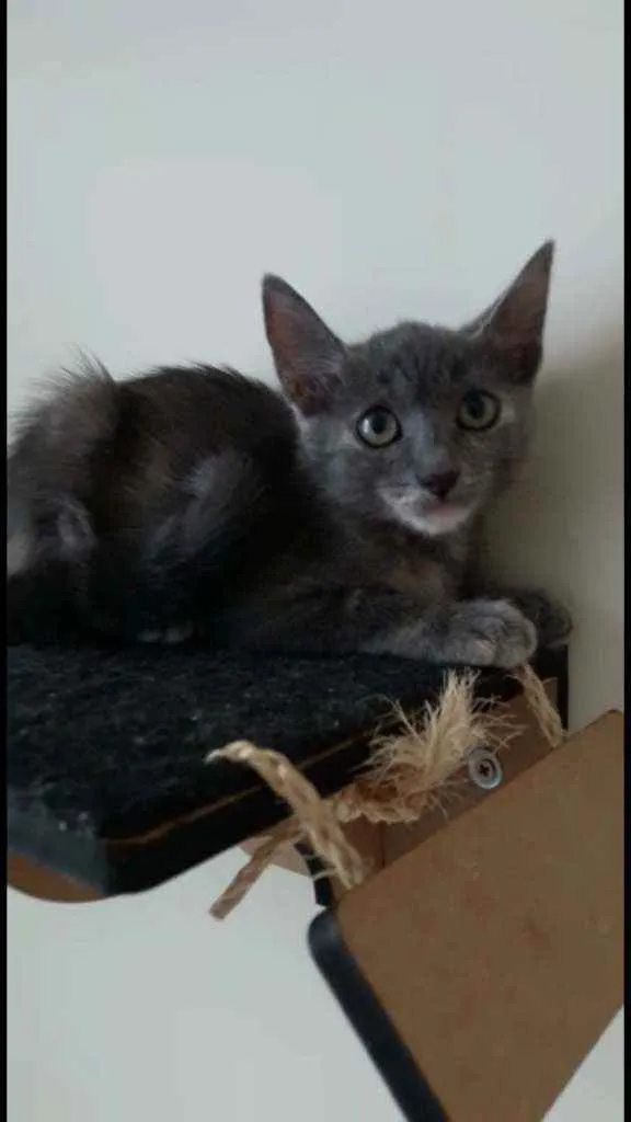 Gato ra a Srd idade 2 a 6 meses nome Yumi