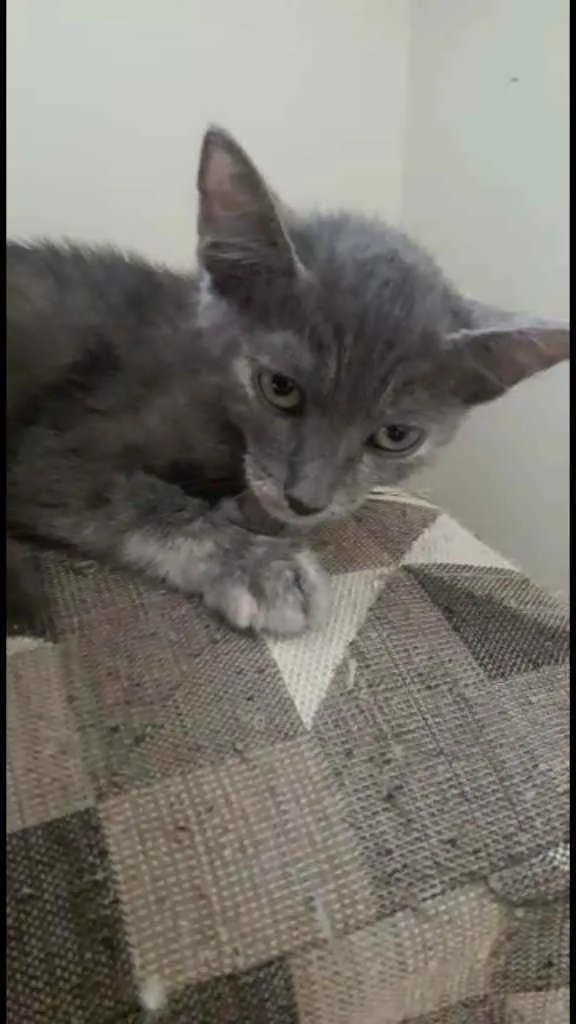 Gato ra a Srd idade 2 a 6 meses nome Yumi