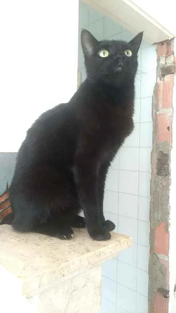 Gato ra a Srd idade 5 anos nome Lipe