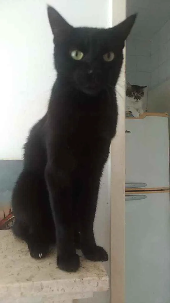 Gato ra a Srd idade 5 anos nome Lipe