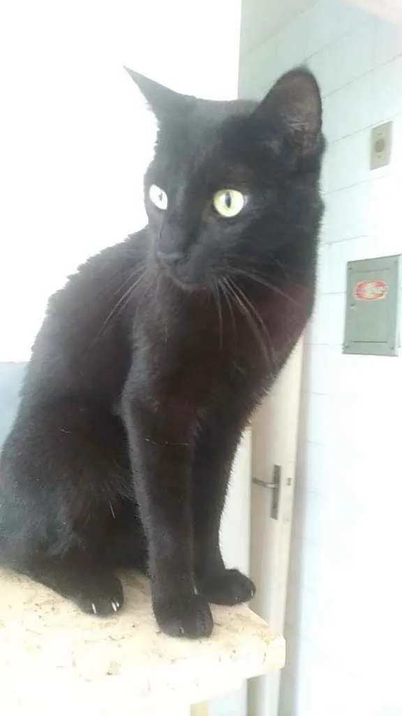 Gato ra a Srd idade 5 anos nome Lipe