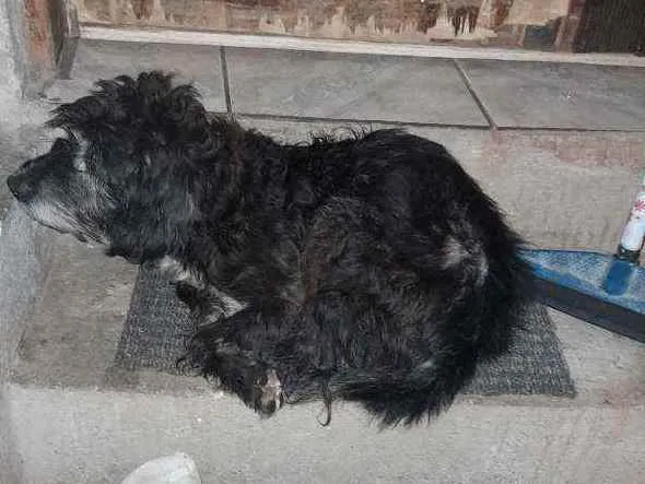 Cachorro ra a Desconhecida idade  nome Desconhecido