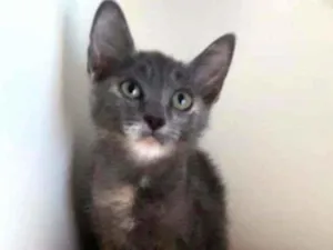Gato raça Srd idade 2 a 6 meses nome Yumi