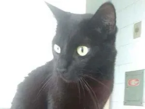 Gato raça Srd idade 5 anos nome Lipe