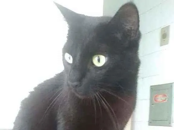 Gato ra a Srd idade 5 anos nome Lipe