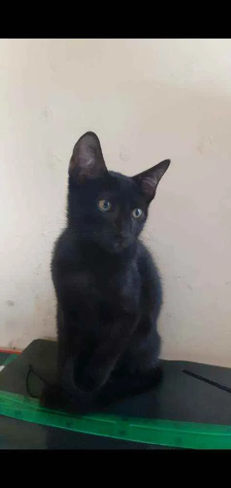 Gato ra a  idade 2 a 6 meses nome Bills