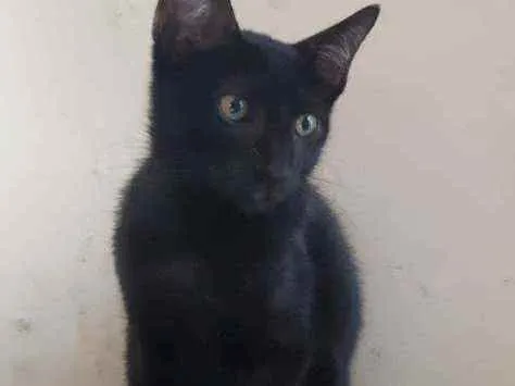 Gato ra a  idade 2 a 6 meses nome Bills